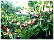 jardin tropical habitation matouba Saint Claude Guadeloupe
